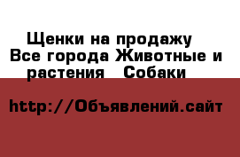 Щенки на продажу - Все города Животные и растения » Собаки   